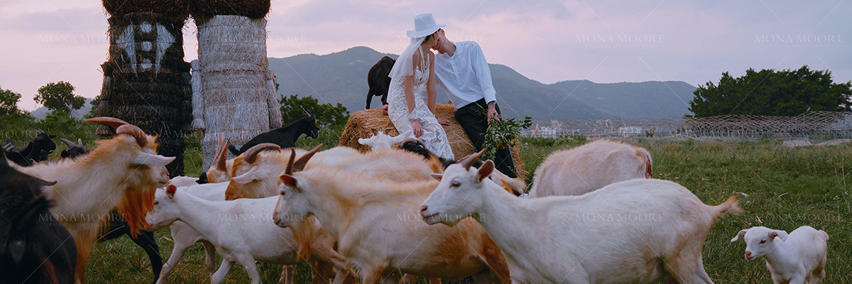 牧场羊驼-新西兰小镇婚纱摄影基地